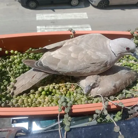 Quedar-se A L'alguer * Alghero