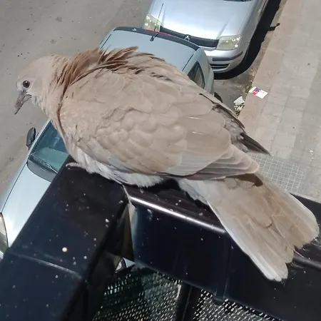 Quedar-se A L'alguer Alghero