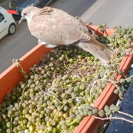 Quedar-se A L'alguer Apartamento Alghero