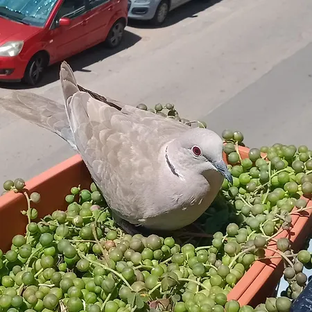 Quedar-se A L'alguer Apartamento