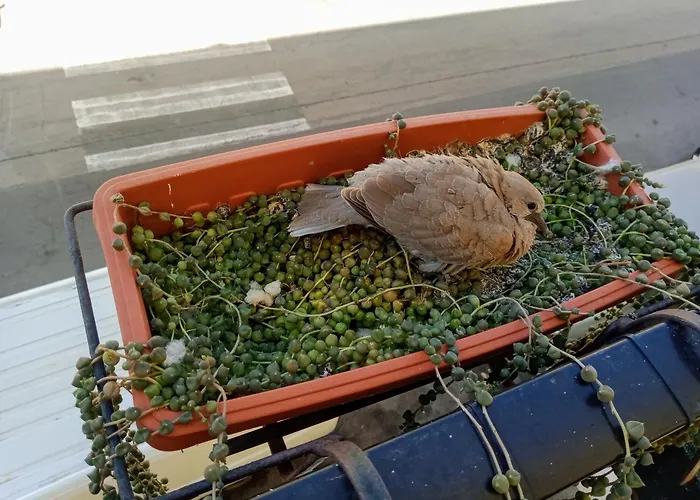 Appartement Quedar-se A L'alguer *