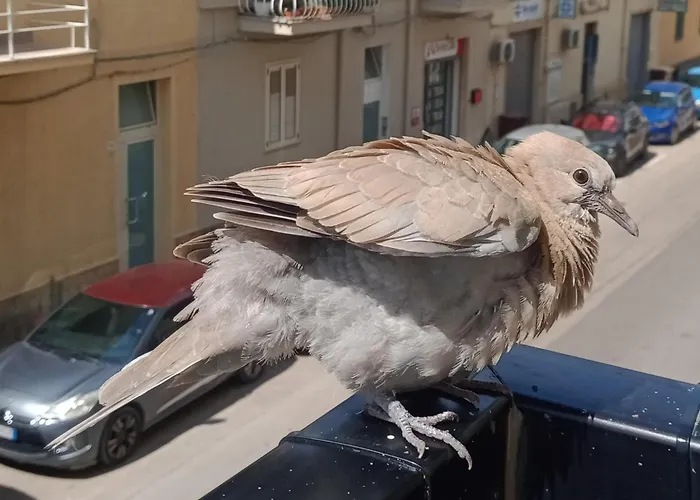 Quedar-se A L'alguer *