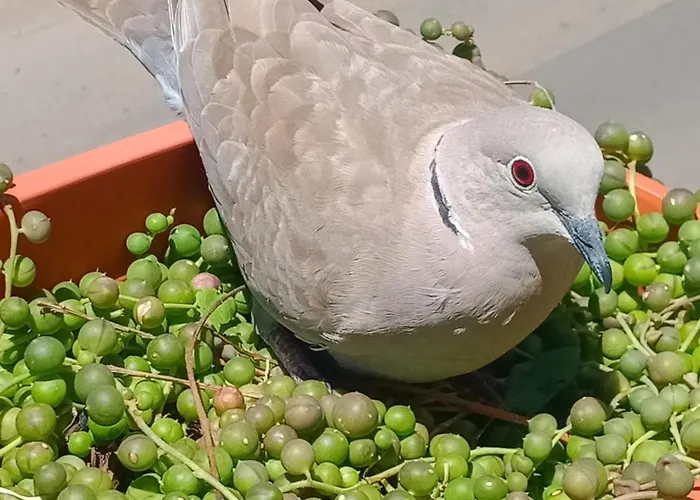 Quedar-se A L'alguer Appartement *