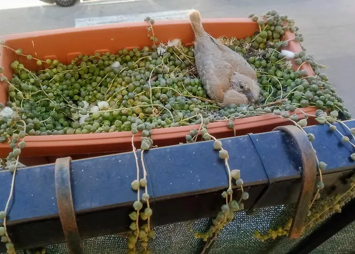 Quedar-se A L'alguer