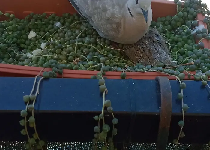 Quedar-se A L'alguer Appartement