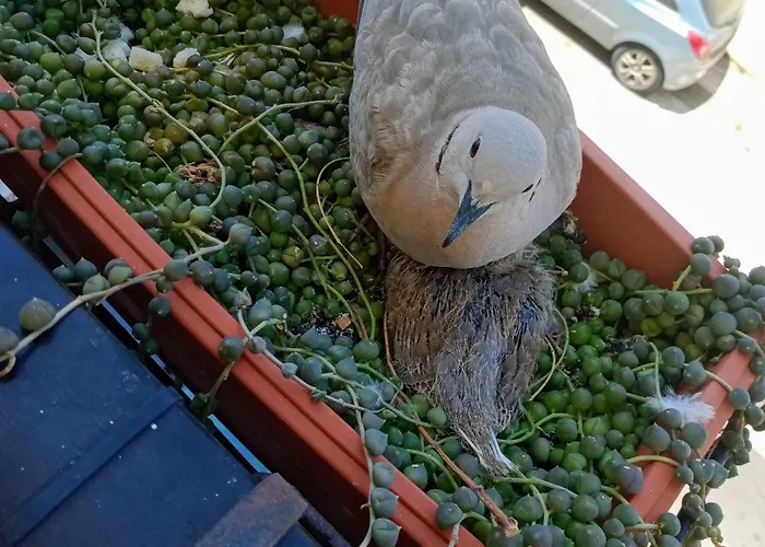 Appartement Quedar-se A L'alguer Alghero