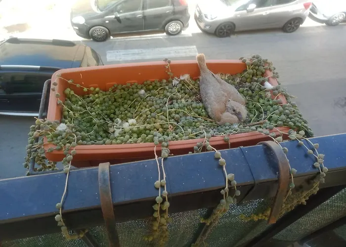 Quedar-se A L'alguer *