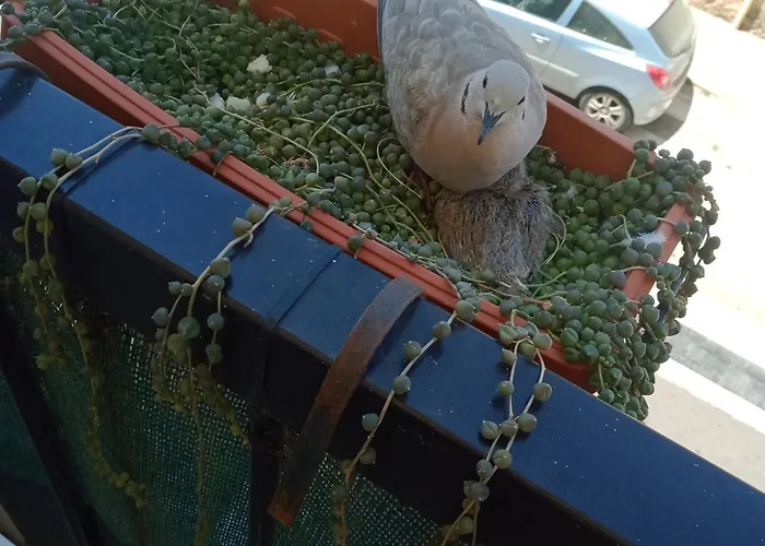 Appartement Quedar-se A L'alguer