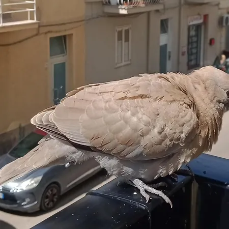 Appartamento Quedar-se A L'alguer