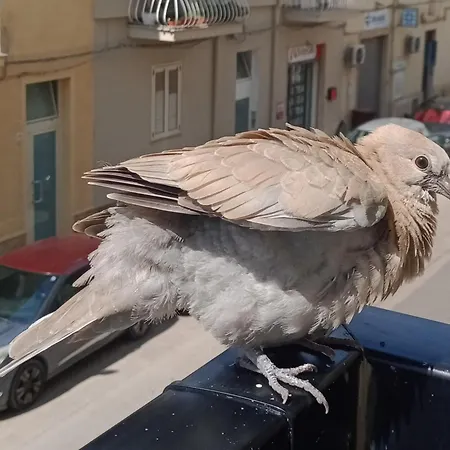 Quedar-se A L'alguer *