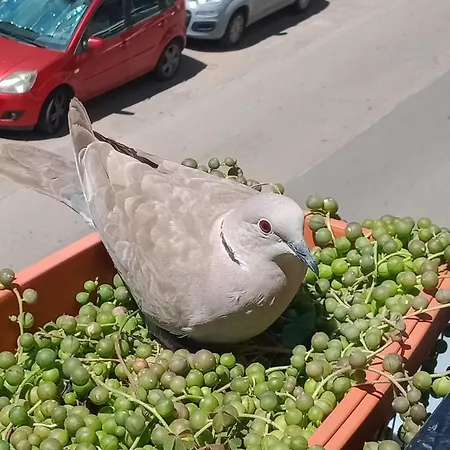 Quedar-se A L'alguer 阿尔盖罗