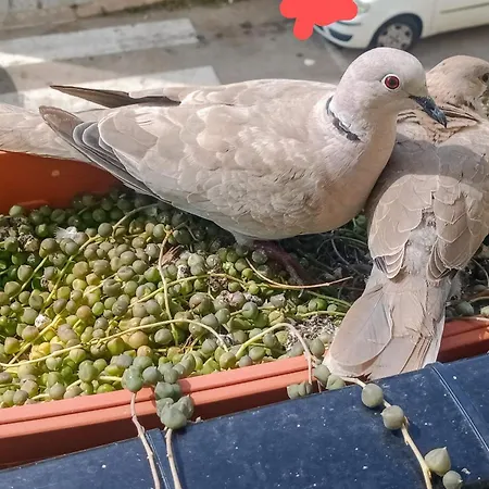 Appartamento Quedar-se A L'alguer