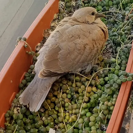 公寓 Quedar-se A L'alguer *