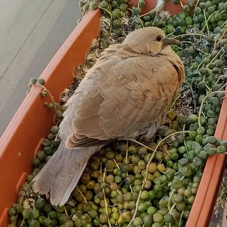 Quedar-se A L'alguer * Αλγκέρο