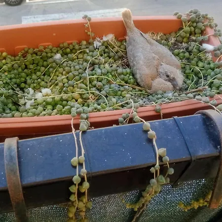 Quedar-se A L'alguer