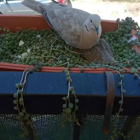 Quedar-se A L'alguer 公寓