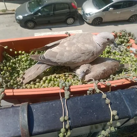 Quedar-se A L'alguer Appartamento *