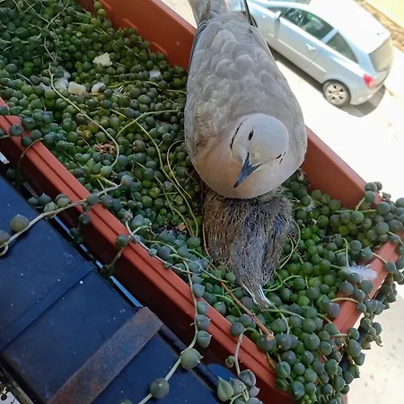 Appartamento Quedar-se A L'alguer Alghero