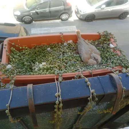 Quedar-se A L'alguer *