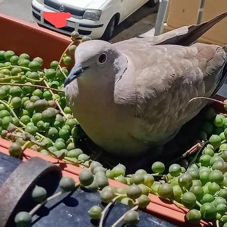 Quedar-se A L'alguer Appartamento *