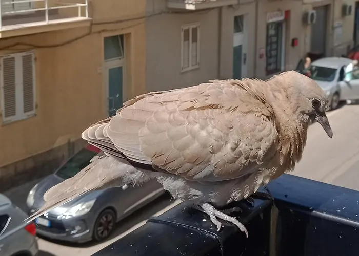 Appartement Quedar-se A L'alguer