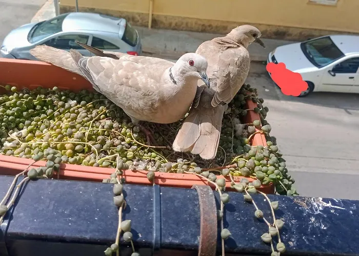 Appartement Quedar-se A L'alguer Alghero