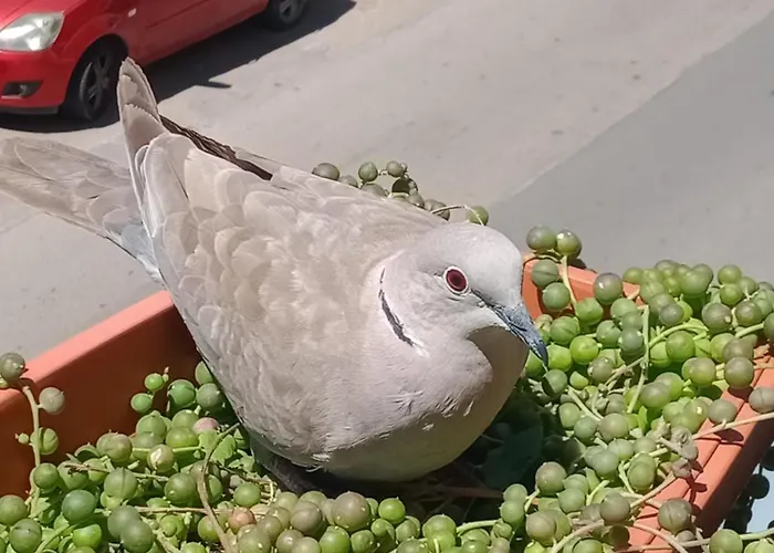 Quedar-se A L'alguer Alghero