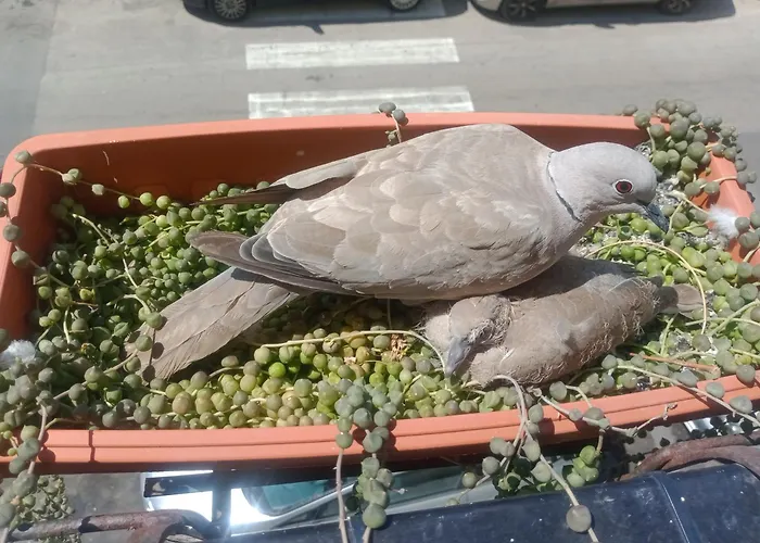 Quedar-se A L'alguer * Alghero