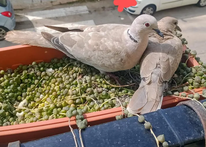 Appartement Quedar-se A L'alguer