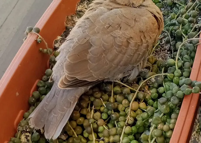 Appartement Quedar-se A L'alguer *