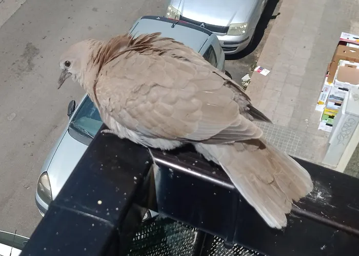 Quedar-se A L'alguer Alghero