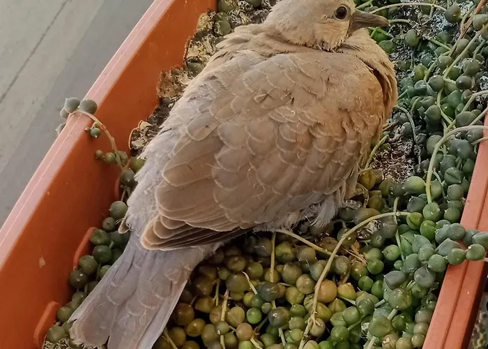 Quedar-se A L'alguer * Alghero