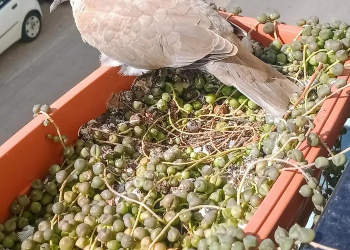 Quedar-se A L'alguer Appartement Alghero