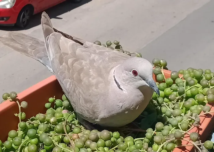 Quedar-se A L'alguer Appartement