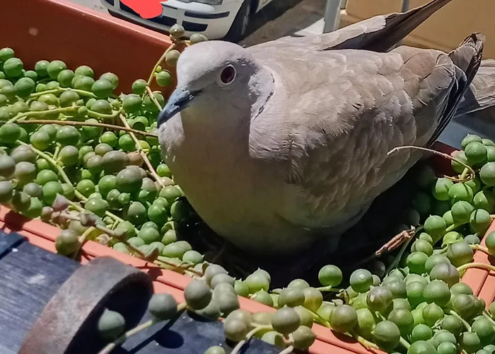 Quedar-se A L'alguer Appartement *