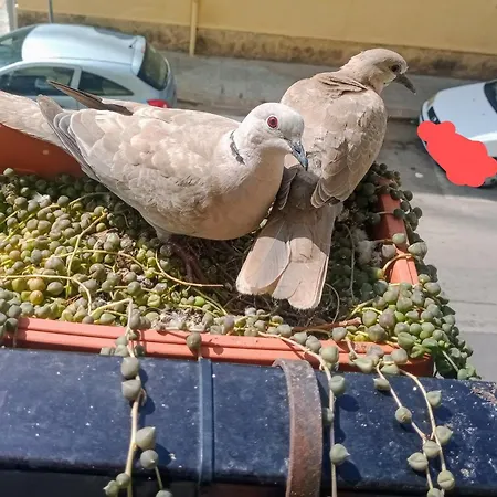 דירה Quedar-se A L'alguer אלגהרו