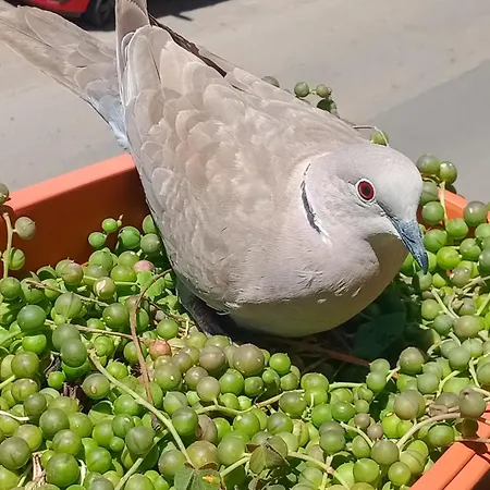 Quedar-se A L'alguer דירה *