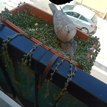 דירה Quedar-se A L'alguer